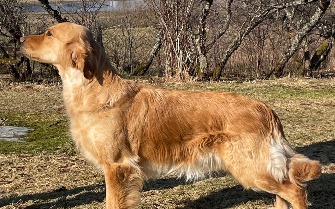 Freja skall paras med Gustav