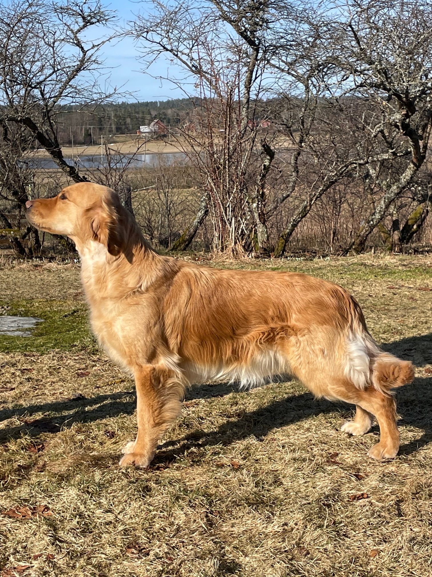 Freja skall paras med Gustav
