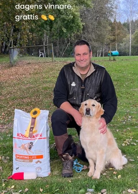 Golden från Livsglädjens kennel