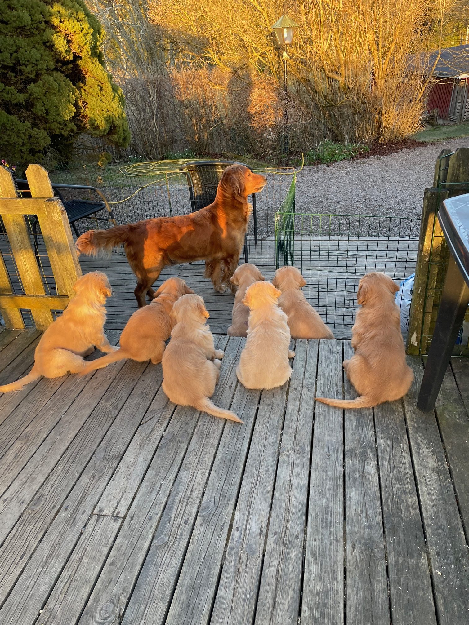 250401 Lizzie med sina sju Lizztiga
