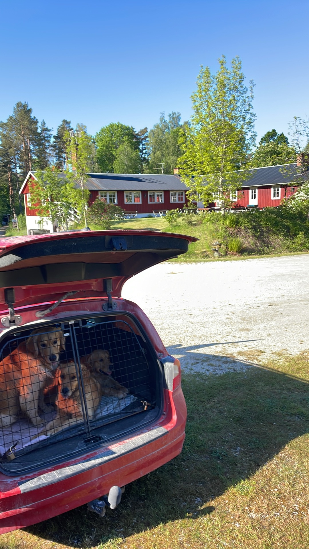 250529 Jaktprov på Stora Strand