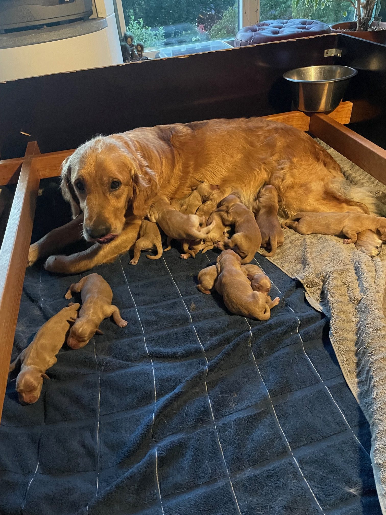 Madicken fått valpar med Rocky