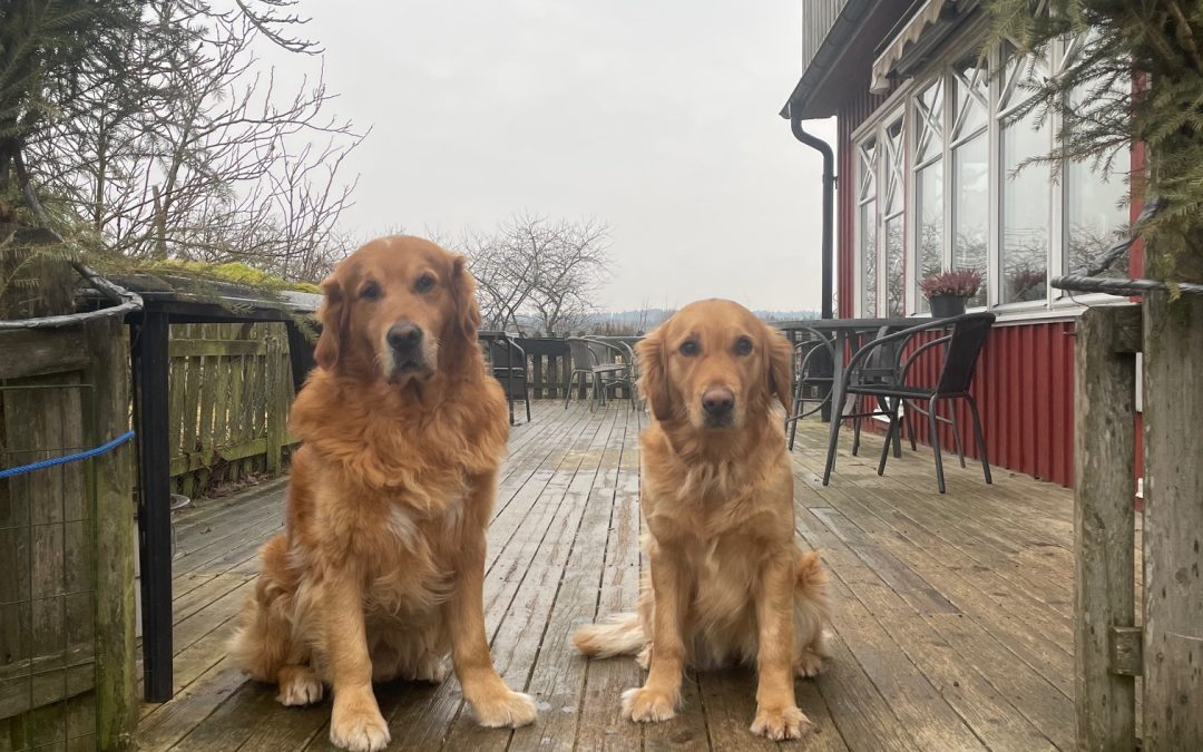 Prima Freja är 12 februari parad med Nyårige Trolle