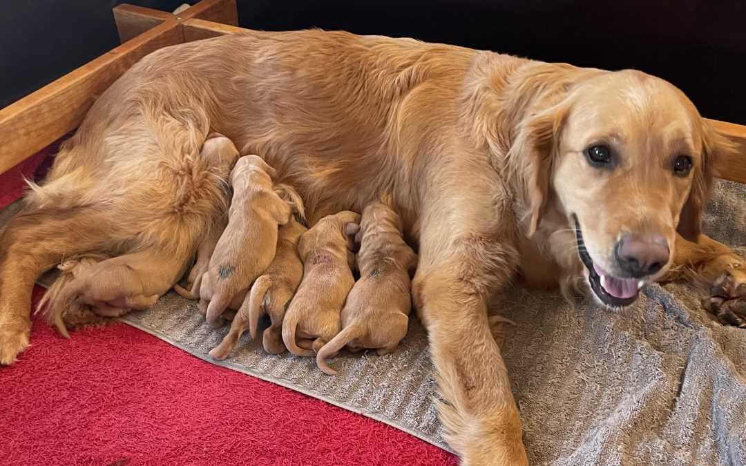 Prima Freja födde dessa sex valpar 16 april 2026