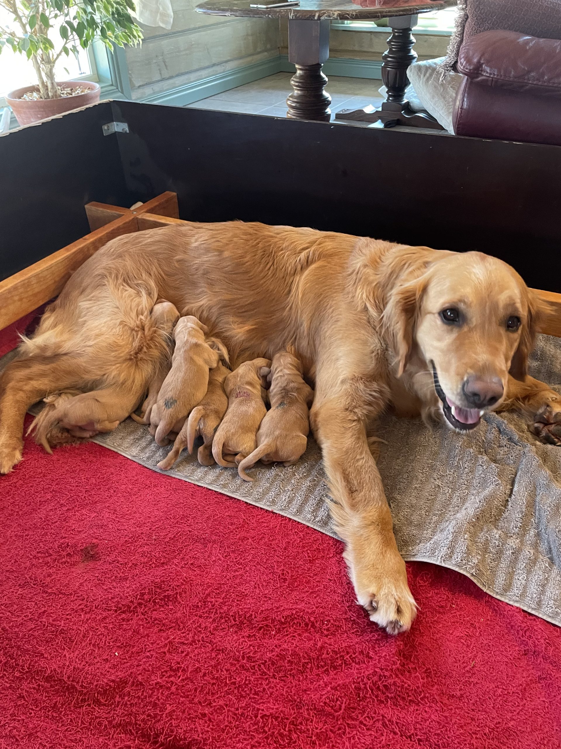 Prima Freja födde dessa sex valpar 16 april 2026